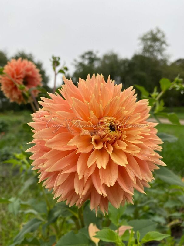 Георгин Блумквист Сью (Dahlia Bloomquist Sue) — фото 3
