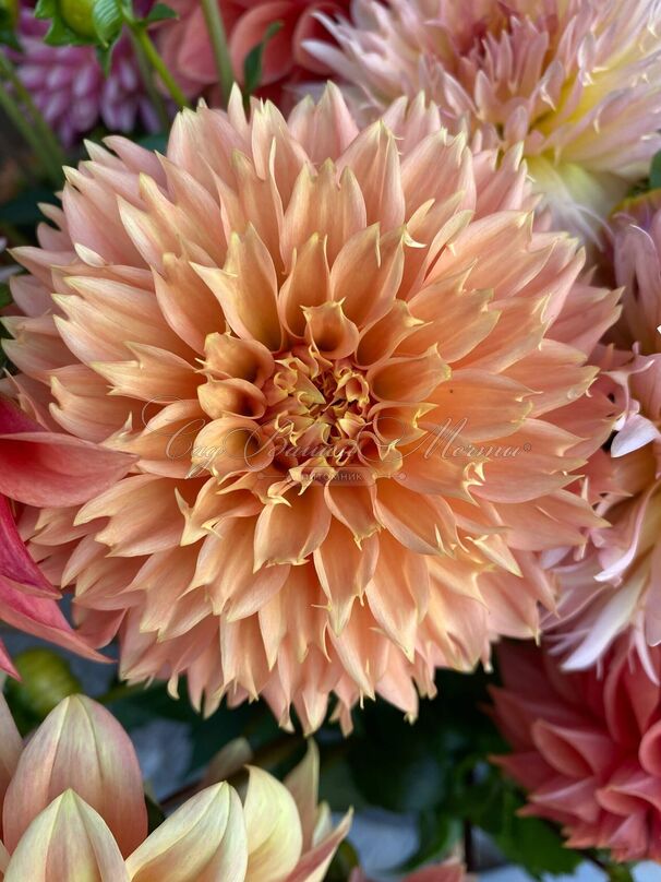Георгин Блумквист Сью (Dahlia Bloomquist Sue) — фото 4
