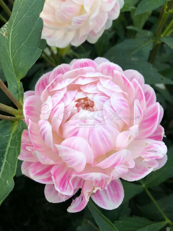 Георгин Келгай Энн (Dahlia Kelgai Ann) — фото 3