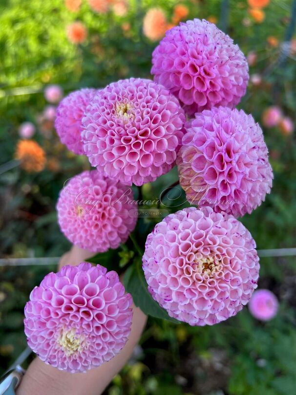 Георгин Маайке (Dahlia Maaike) — фото 2