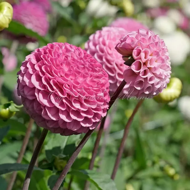Георгин Маайке (Dahlia Maaike) — фото 3