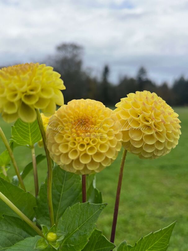 Георгин Баттеркап (Dahlia Buttercup) — фото 2
