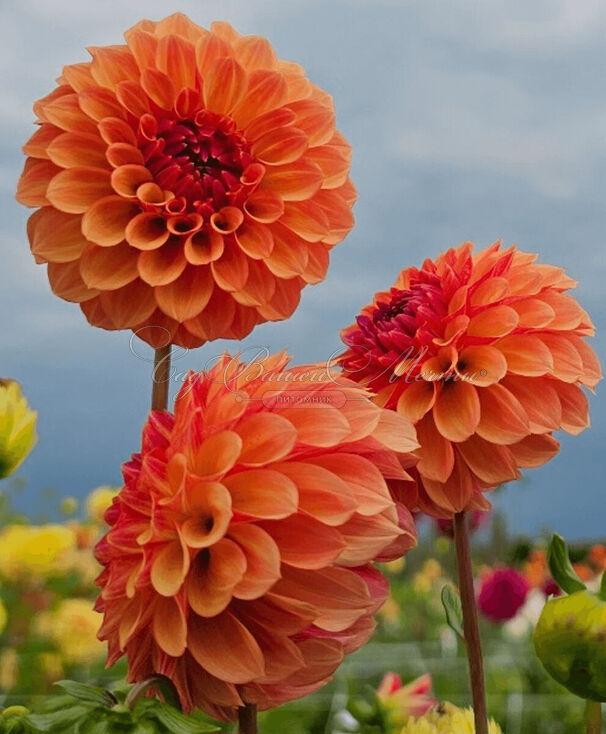 Георгин Бонанза (Dahlia Bonanza) — фото 2