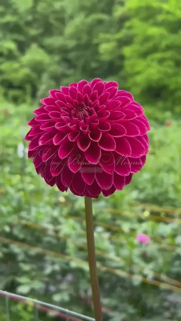 Георгин Кас Рози Джо (Dahlia KA's Rosie Jo) — фото 2