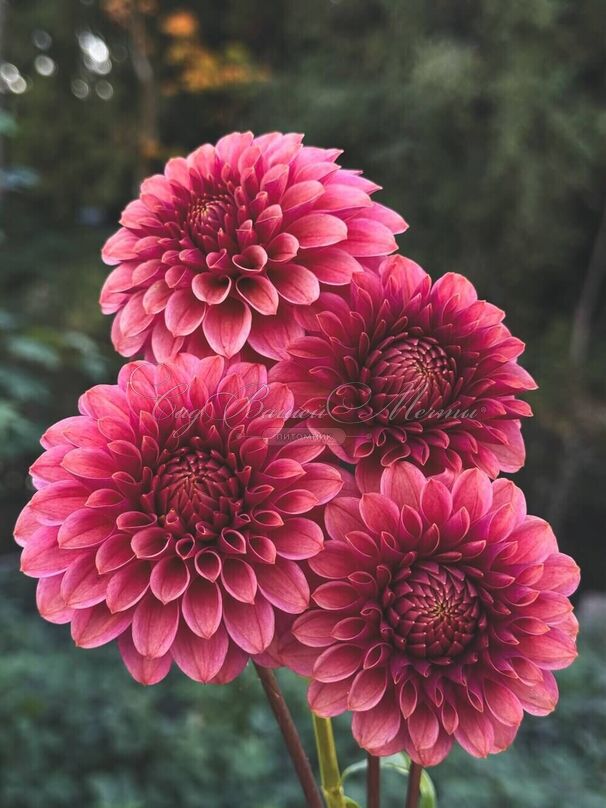Георгин Кас Рози Джо (Dahlia KA's Rosie Jo) — фото 3