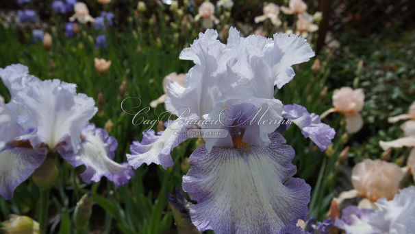 Ирис "Акома" (Iris Acoma) — фото 4