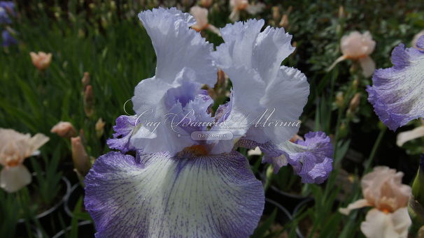 Ирис "Акома" (Iris Acoma) — фото 5
