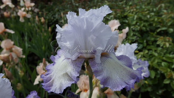 Ирис "Акома" (Iris Acoma) — фото 7