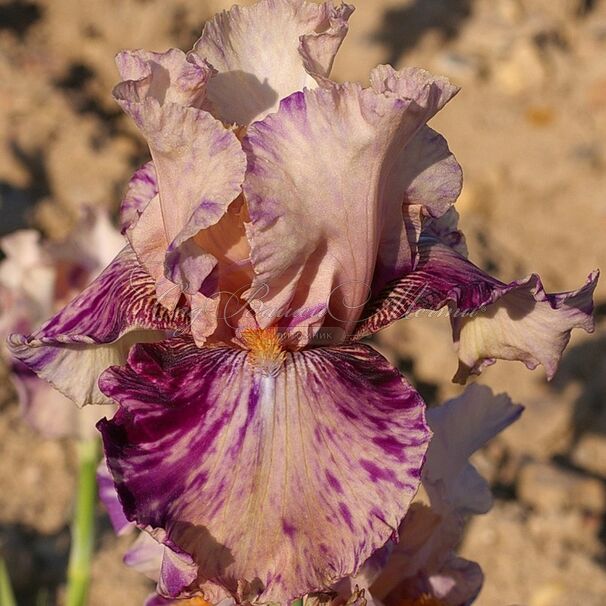 Ирис "Брайндлед Бьюти" (Iris Brindled Beauty) — фото 3