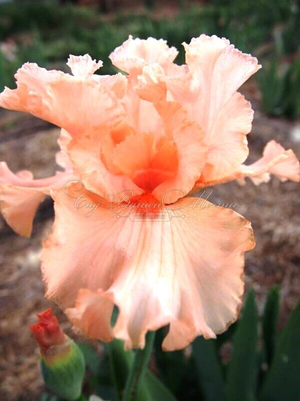 Ирис "Бюиссон де Роз" (Iris Buisson De Roses) — фото 5