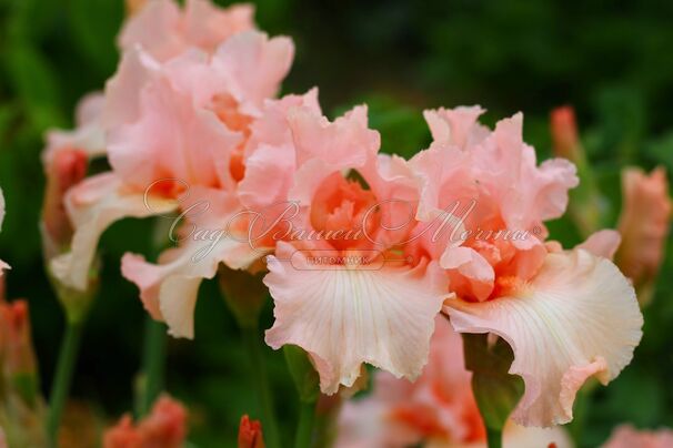 Ирис "Бюиссон де Роз" (Iris Buisson De Roses) — фото 2