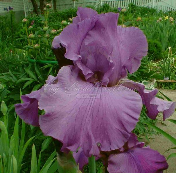 Ирис "Гуд Лукинг" (Iris Good Looking) — фото 2