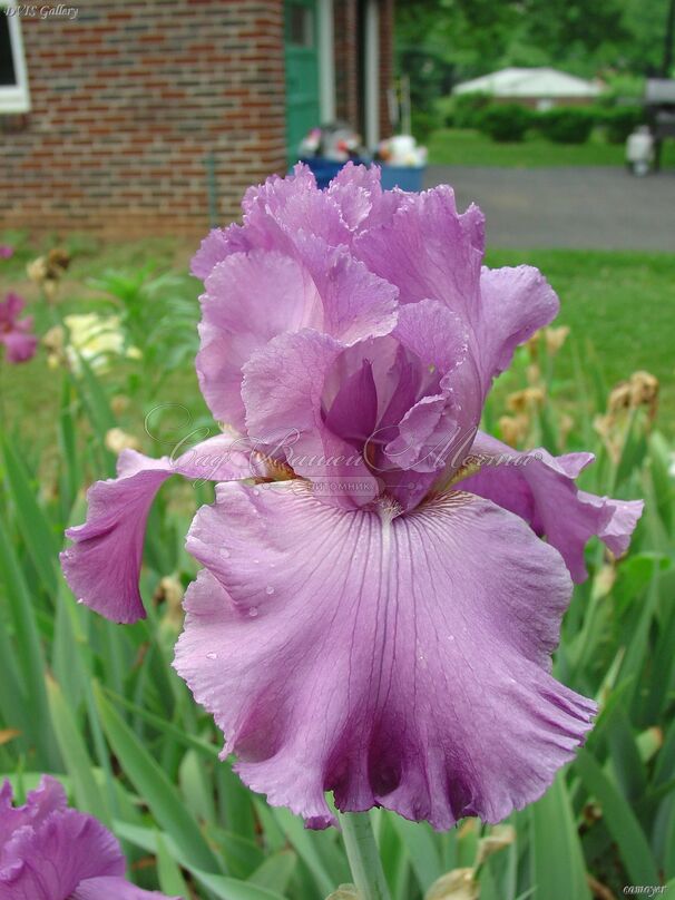 Ирис "Гуд Лукинг" (Iris Good Looking) — фото 3