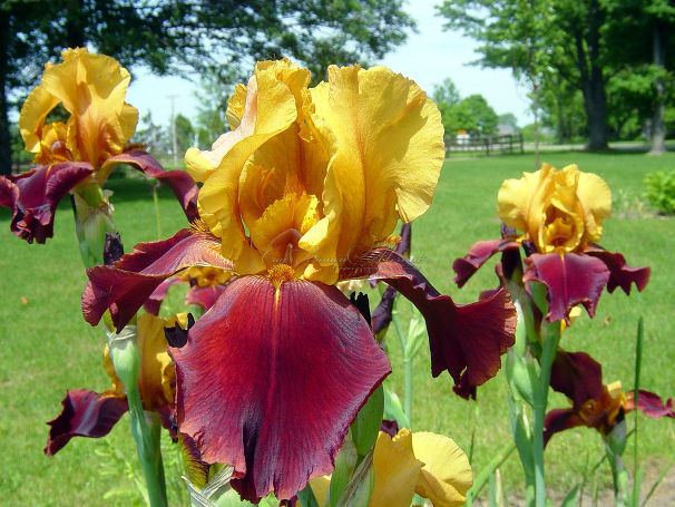 Ирис "Елоу Бургунд" (Iris Yellow Burgund) — фото 2