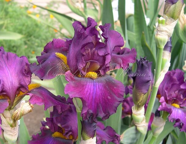 Ирис "Кранберри делайт" (Iris Cranberry Delight) — фото 2