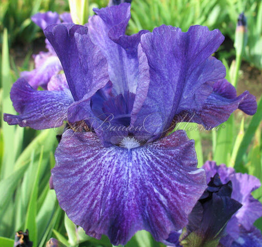 Ирис "Ол Эбьюз" (Iris All Abuzz) — фото 3