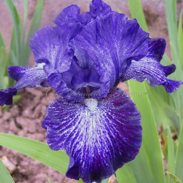 Ирис "Ол Эбьюз" (Iris All Abuzz) — фото 5