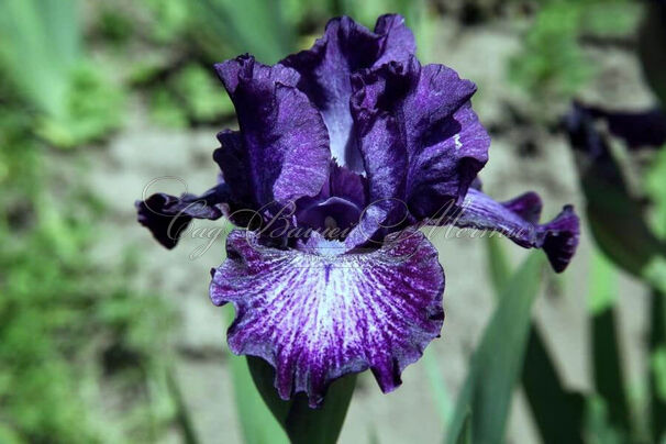 Ирис "Ол Эбьюз" (Iris All Abuzz) — фото 6