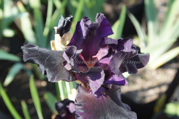 Ирис "Олд Блэк Мэджик" (Iris Old Black Magic) — фото 2