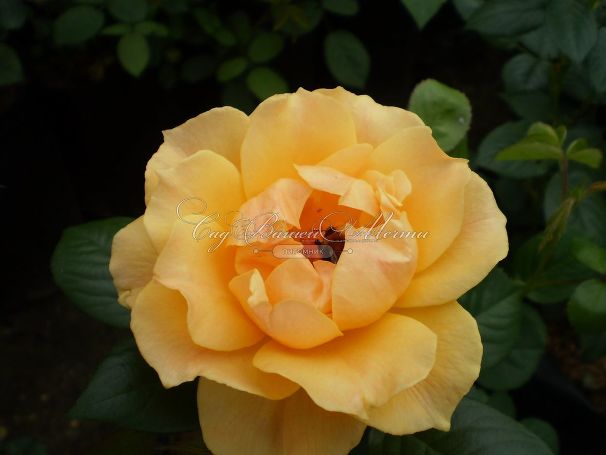 Роза Apricot Clementine (Априкот Клементайн) — фото 5