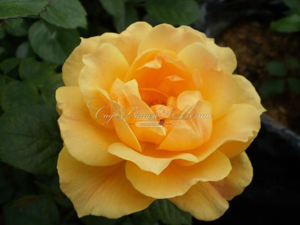 Роза Apricot Clementine (Априкот Клементайн) — фото 6