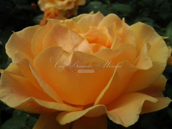 Роза Apricot Clementine (Априкот Клементайн) — фото 8