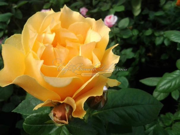 Роза Apricot Clementine (Априкот Клементайн) — фото 9