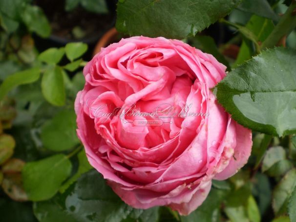 Роза Auguste Renoir (Огюст Ренуа) — фото 7