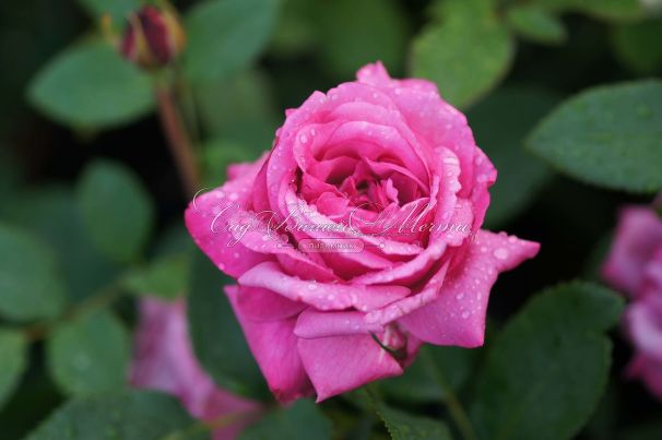 Роза Blue Parfum (Блю Парфюм) — фото 2