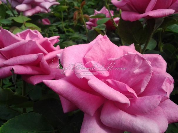 Роза Blue Parfum (Блю Парфюм) — фото 3