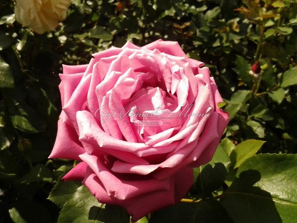 Роза Blue Parfum (Блю Парфюм) — фото 6