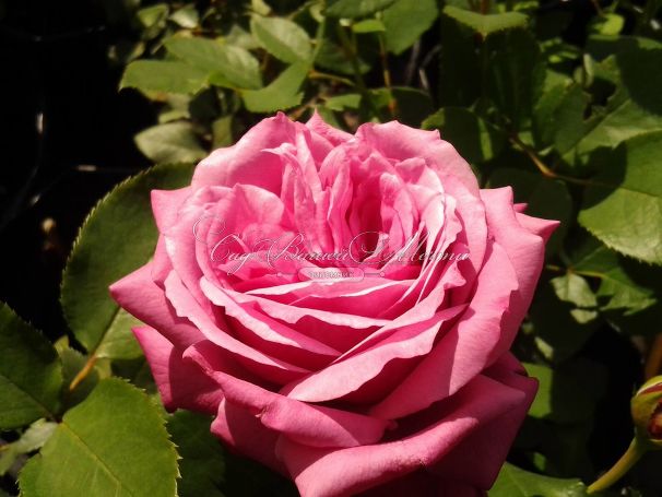 Роза Blue Parfum (Блю Парфюм) — фото 7