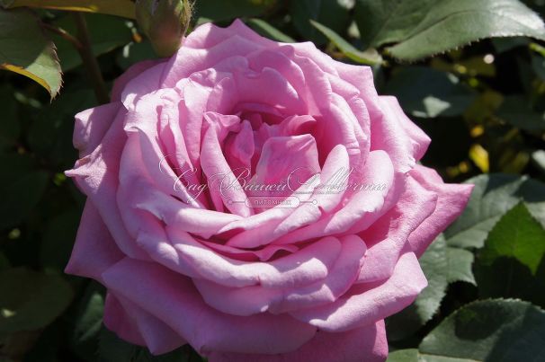 Роза Blue Parfum (Блю Парфюм) — фото 8
