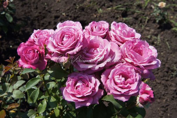 Роза Blue Parfum (Блю Парфюм) — фото 9