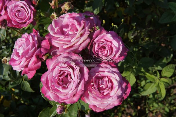 Роза Blue Parfum (Блю Парфюм) — фото 10