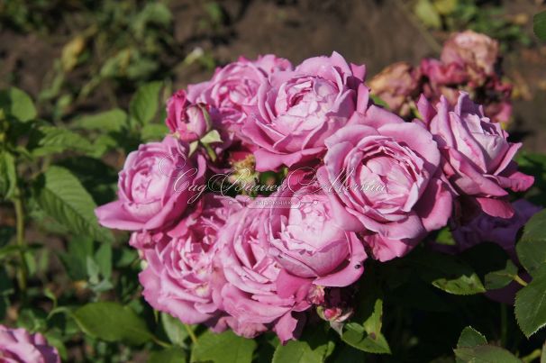 Роза Blue Parfum (Блю Парфюм) — фото 11