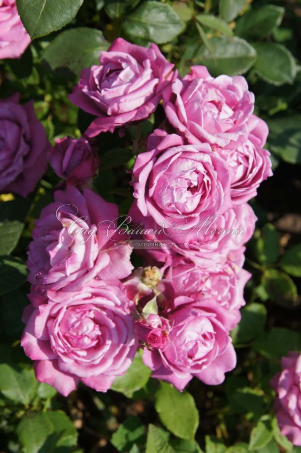 Роза Blue Parfum (Блю Парфюм) — фото 12