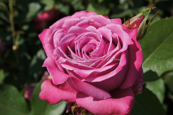 Роза Blue Parfum (Блю Парфюм) — фото 13