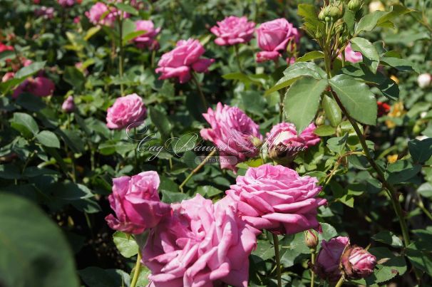 Роза Blue Parfum (Блю Парфюм) — фото 16