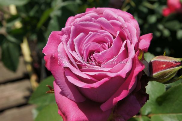 Роза Blue Parfum (Блю Парфюм) — фото 17