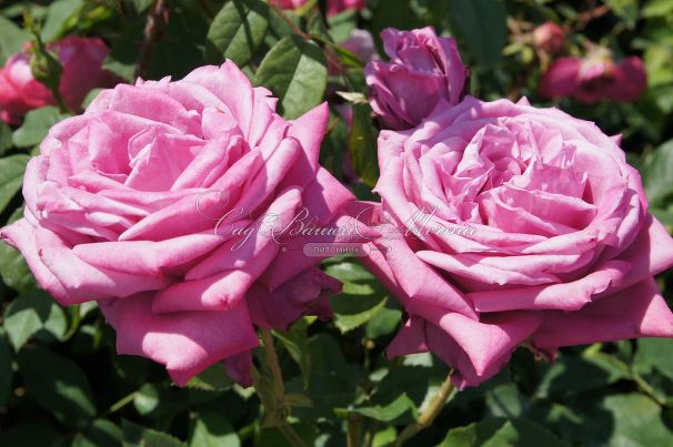 Роза Blue Parfum (Блю Парфюм) — фото 18
