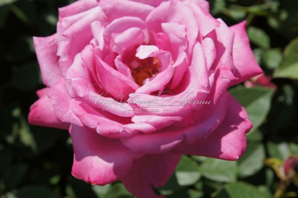 Роза Blue Parfum (Блю Парфюм) — фото 20
