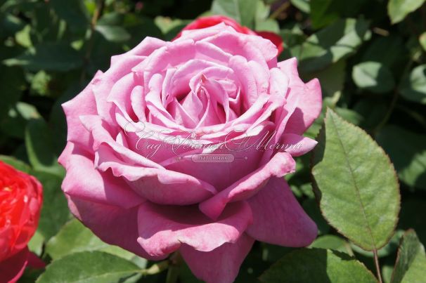 Роза Blue Parfum (Блю Парфюм) — фото 21