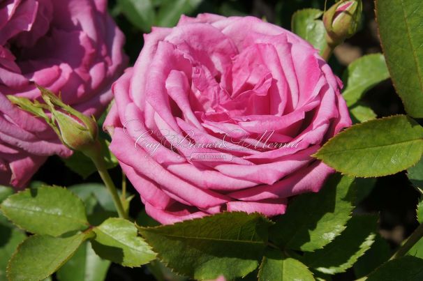 Роза Blue Parfum (Блю Парфюм) — фото 23