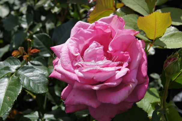Роза Blue Parfum (Блю Парфюм) — фото 24
