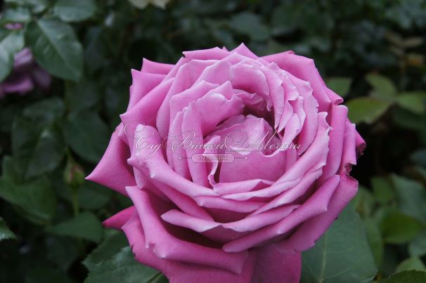 Роза Blue Parfum (Блю Парфюм) — фото 27