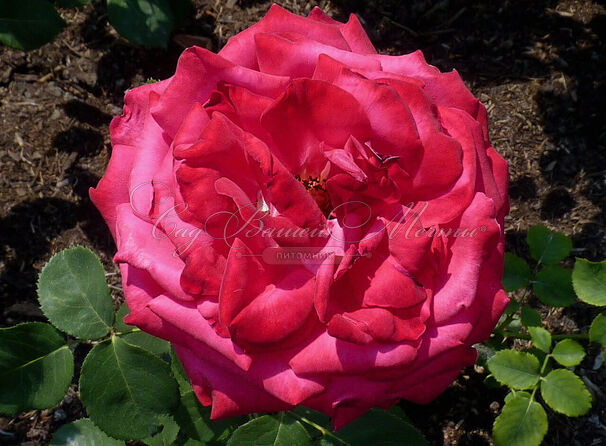 Роза Dame de Coeur (Дам де Кёр) — фото 2