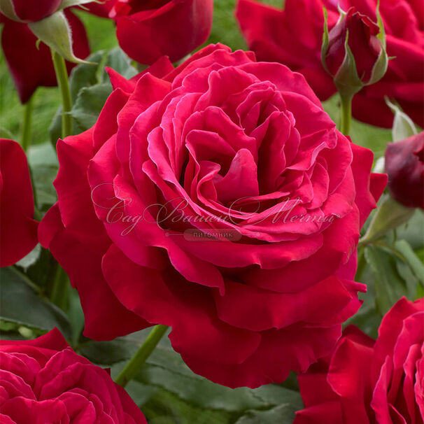 Роза Dame de Coeur (Дам де Кёр) — фото 4