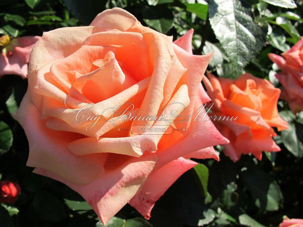 Роза Dolce Vita (Дольче вита) — фото 3