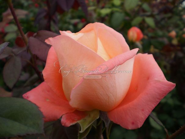 Роза Dolce Vita (Дольче вита) — фото 4